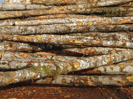 alder log deck